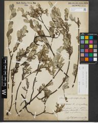 Foto von Salix repens subsp. repens L.
